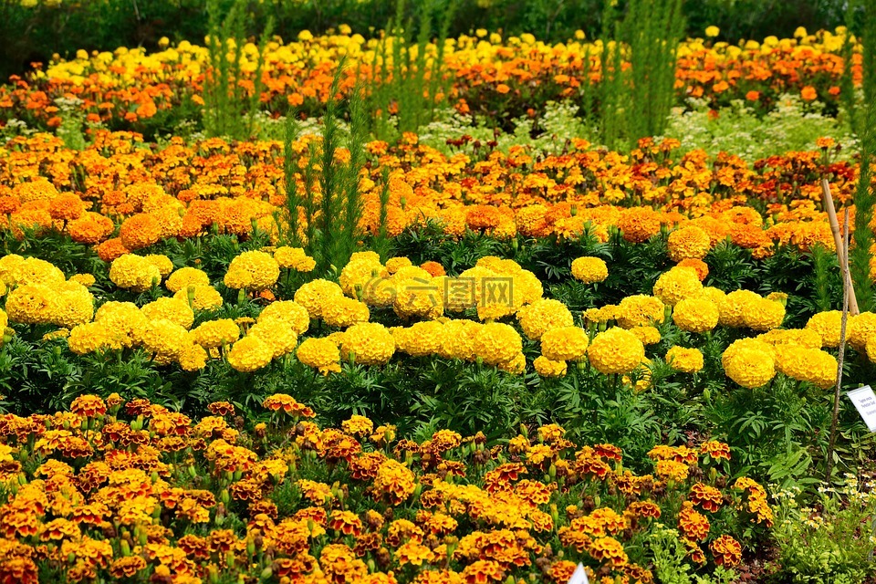 花坛,黄橙,盛开
