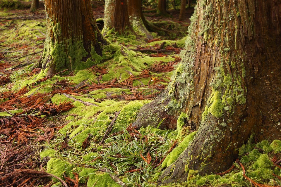 moss,绿色的,树林里