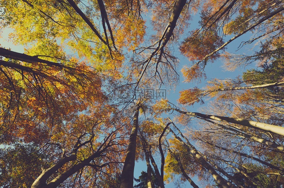 秋,树,秋天