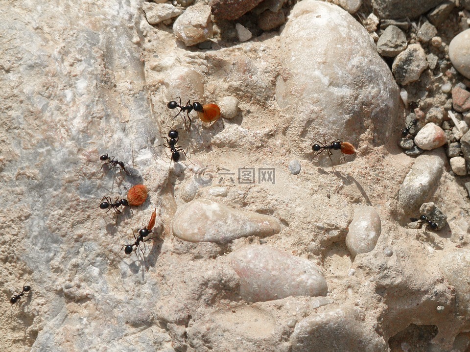 蚂蚁,蝉和蚂蚁,工人