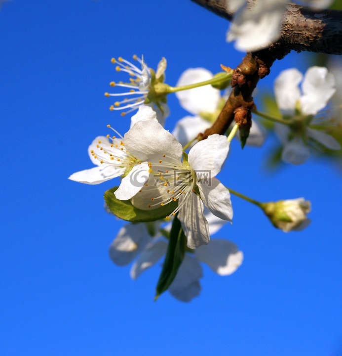 苹果花,蓝蓝的天空,春天