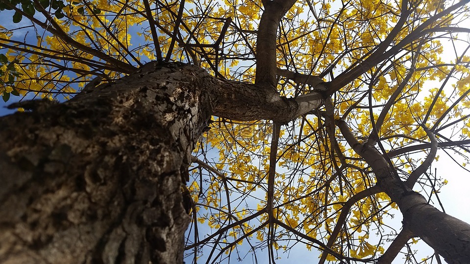 黄色 ipê,树,性质
