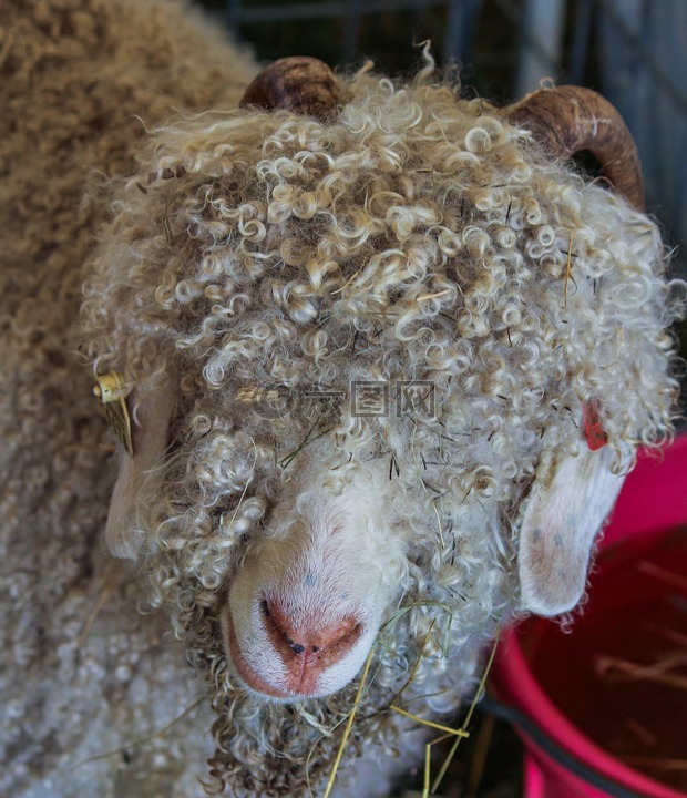 安哥拉山羊,马海毛,羊毛