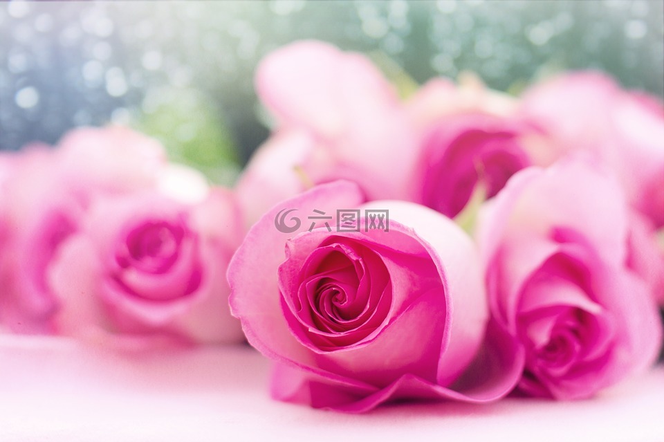 粉色玫瑰,玫瑰,鲜花