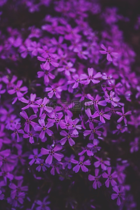 小,紫色,花