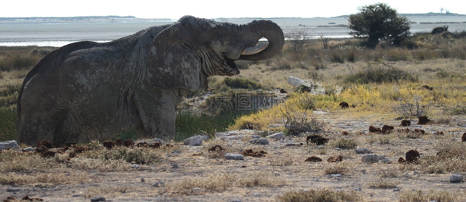 象,etosha,纳米比亚