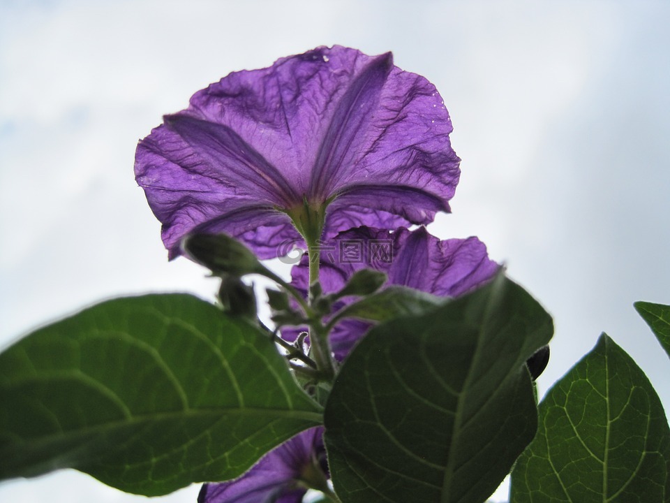 马铃薯布什花,花,紫色