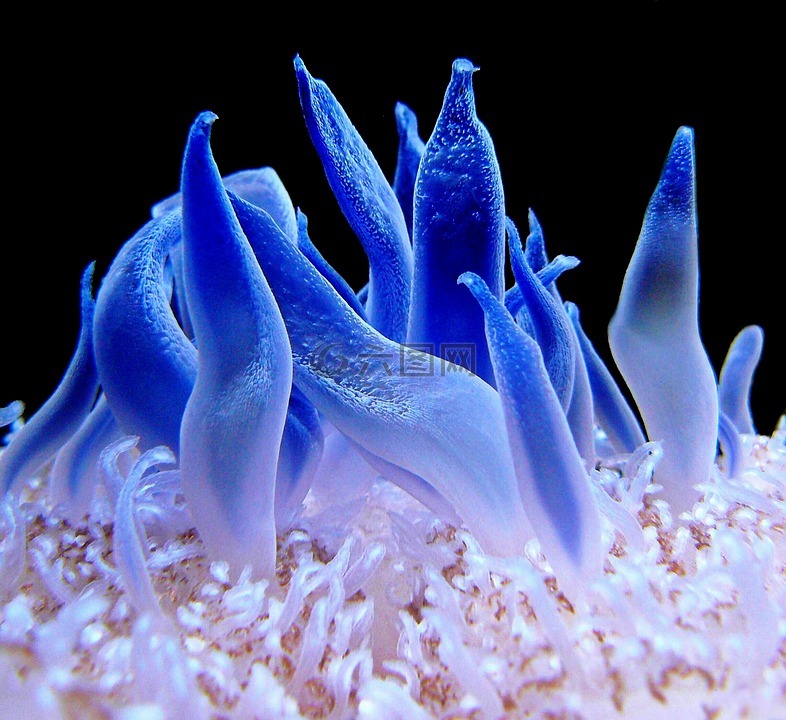 海葵,珊瑚礁,meeresbewohner