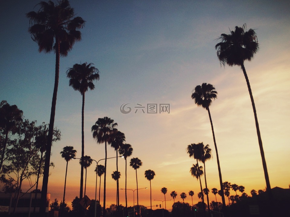 棕榈树,日落,天空