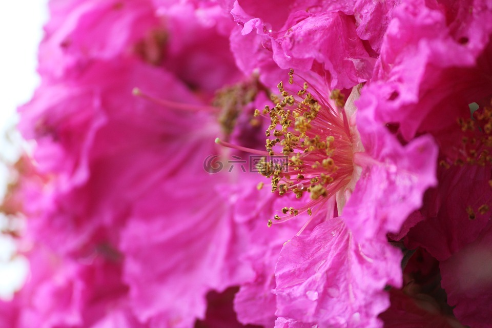 鲜花,花粉,粉红色