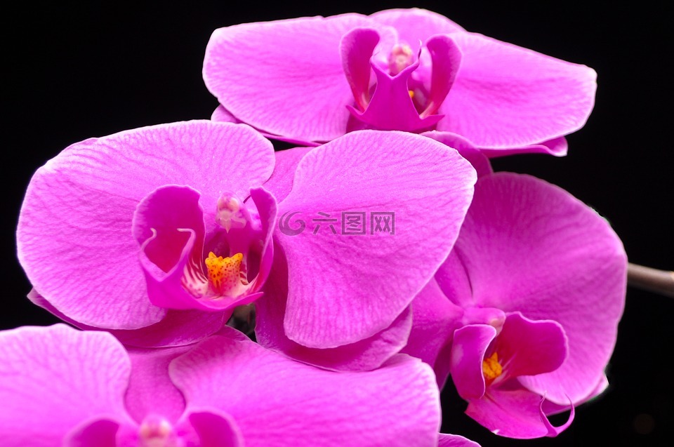 蝴蝶兰,orquidea,兰花