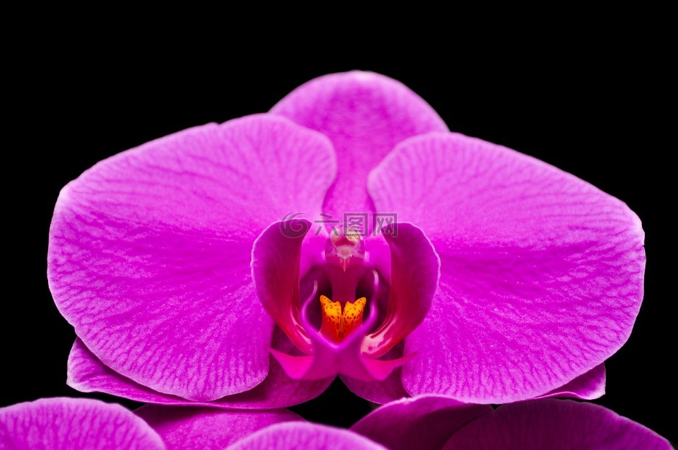 蝴蝶兰,orquidea,花卉