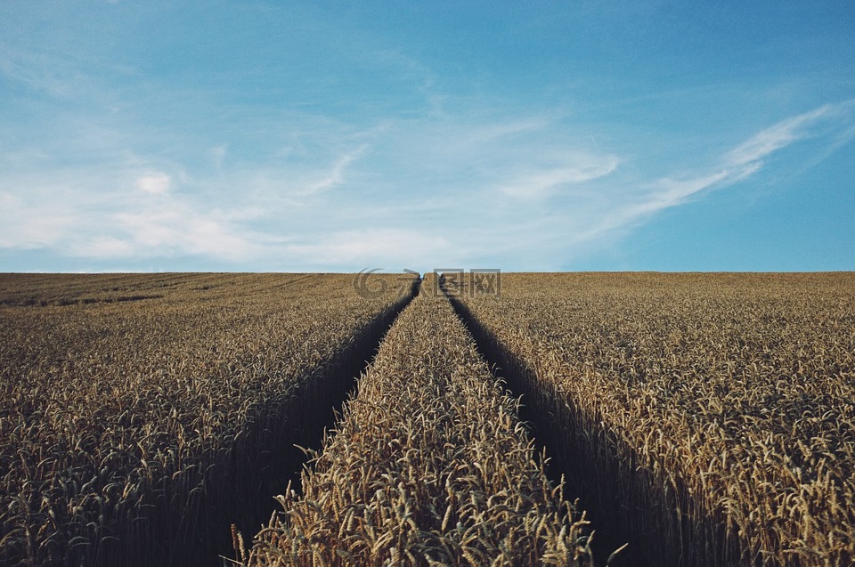 小麦,原野,作物