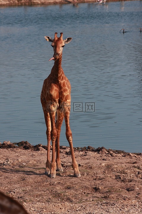 长颈鹿,河川生态园,动物长颈