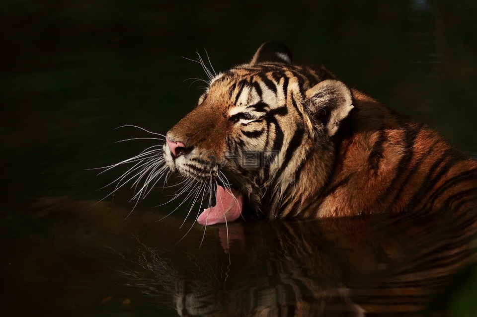 虎,老虎在水中,黑色背景