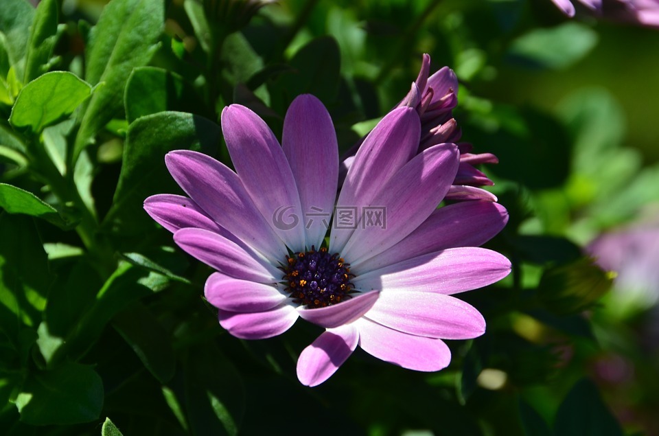 玛格丽塔,非洲雏菊,osteospermum ecklonis