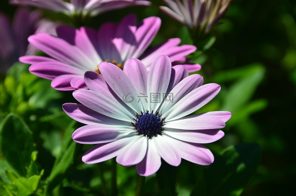 玛格丽塔,非洲雏菊,osteospermum ecklonis