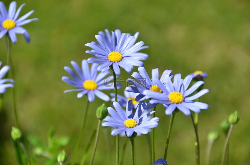 蓝菊费利西亚,花,开花