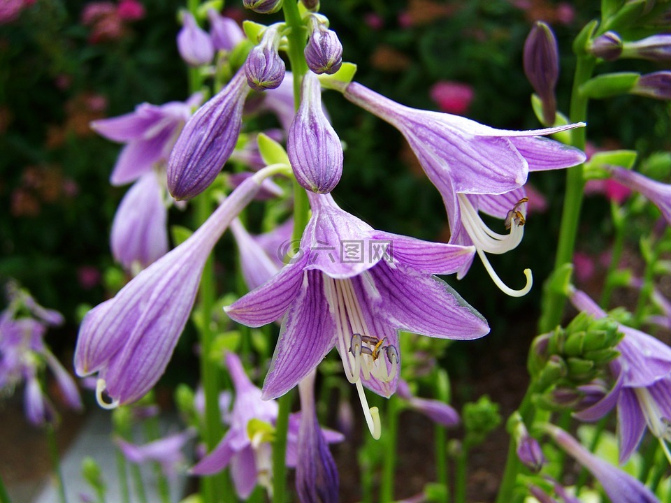 阴影莉莉,紫色的小花,庭园