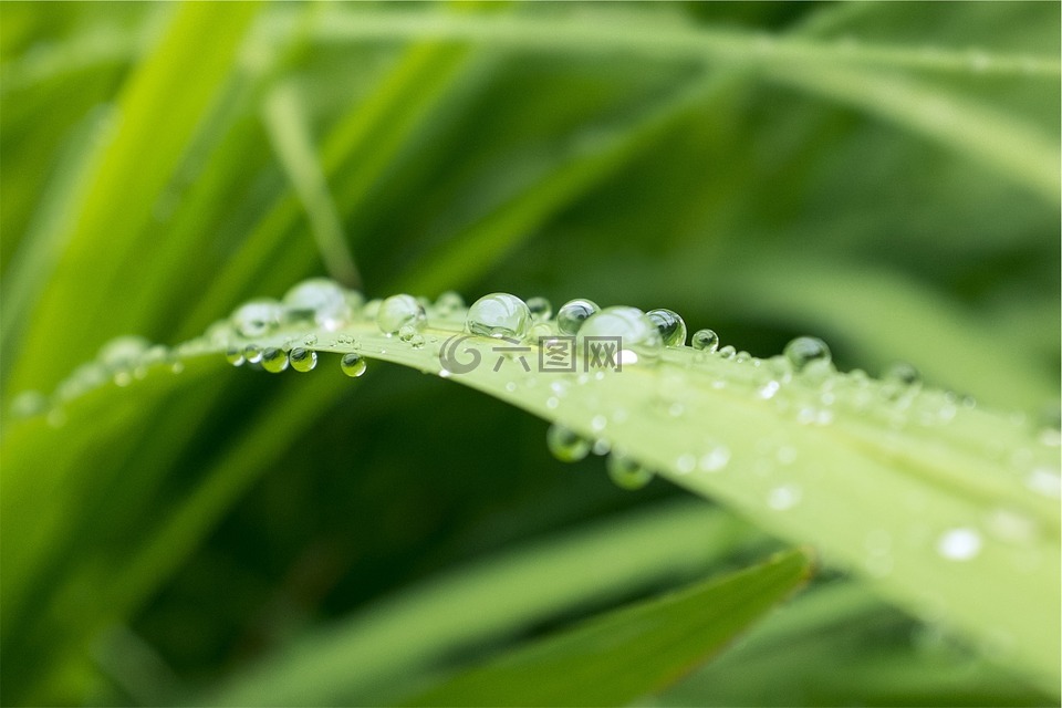 水滴,植物,绿色