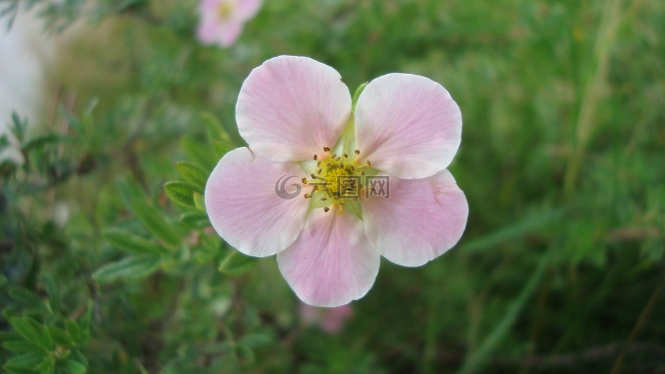 花,紫色,紫色花