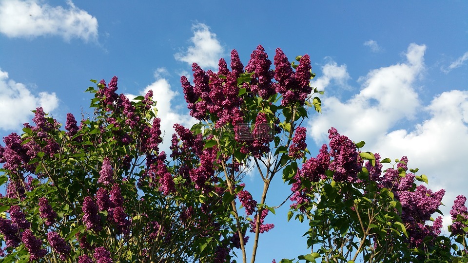 五旬节,紫丁香,天空