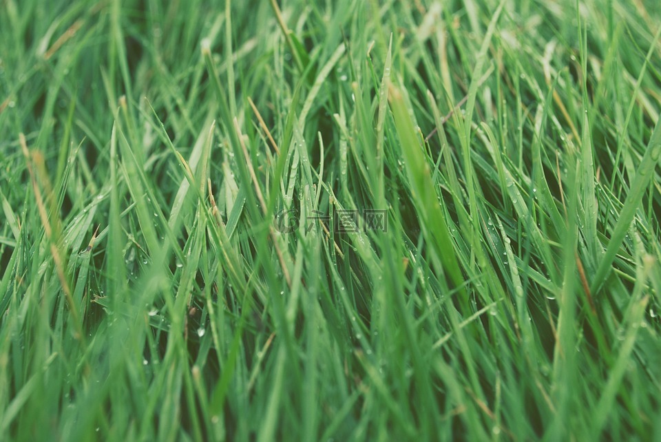 草,草坪,绿色