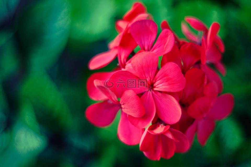 天竺葵花色彩绚丽,花,粉红色