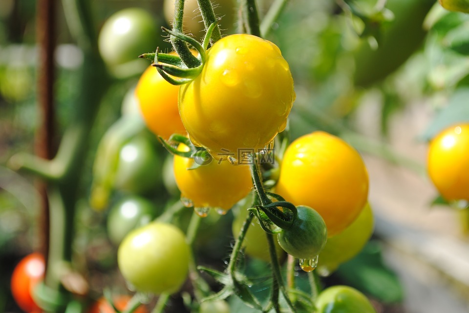 番茄,黄色,菜园