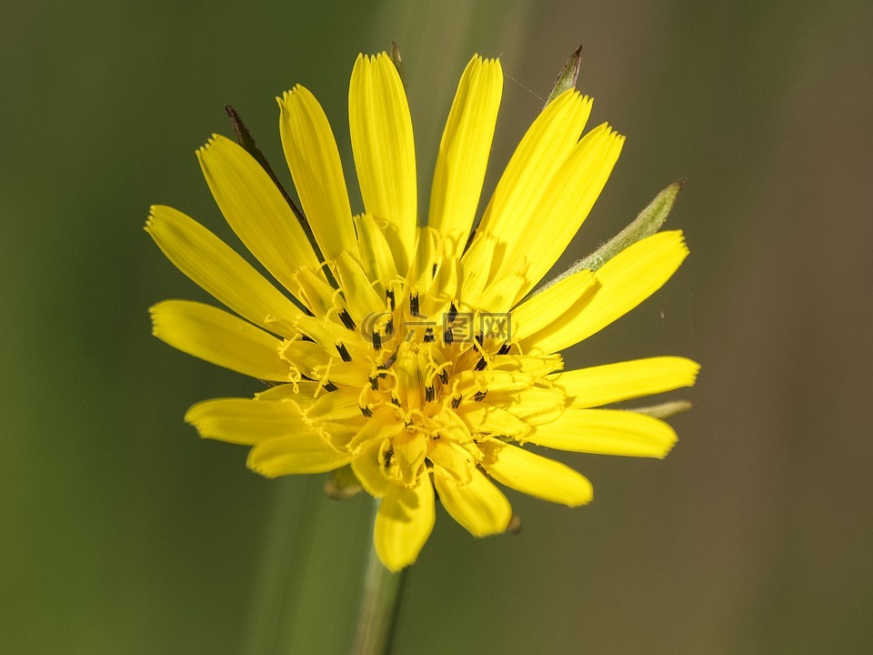 hawkweed,花,开花