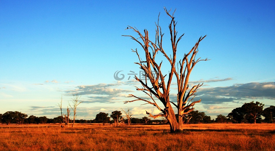 树,内陆地区,澳大利亚