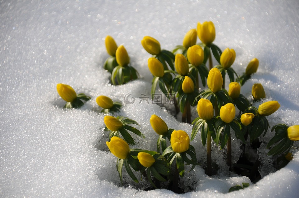 冬季林格,frühlingsblüher,雪