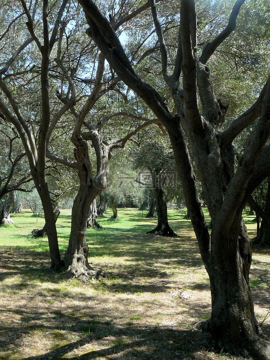 橄榄树,公园,亚得里亚海海岸