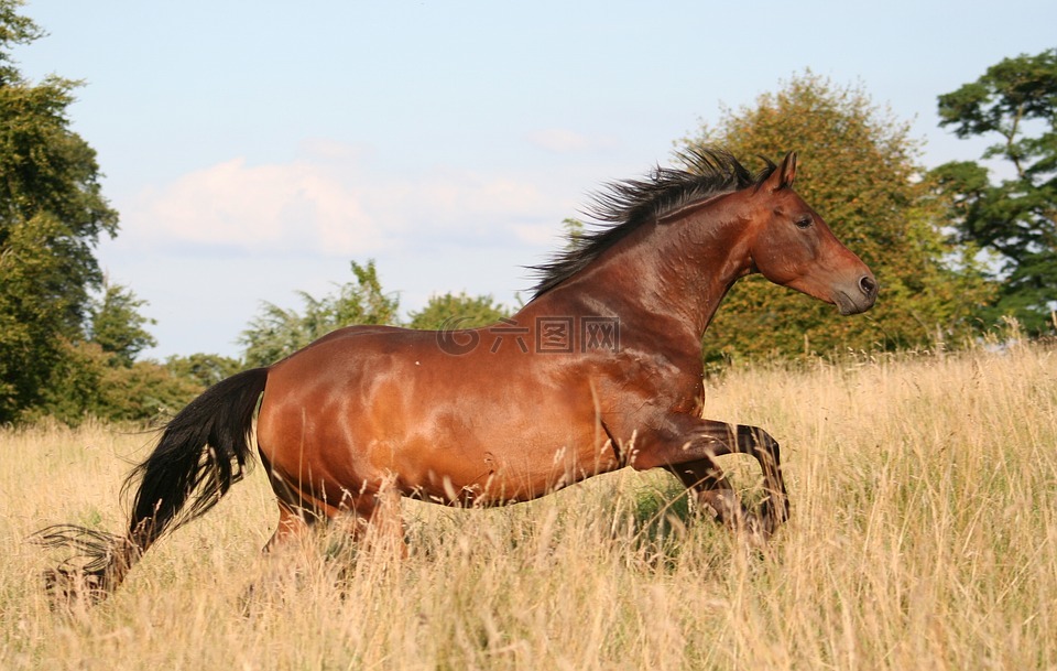 动物,马匹,自由