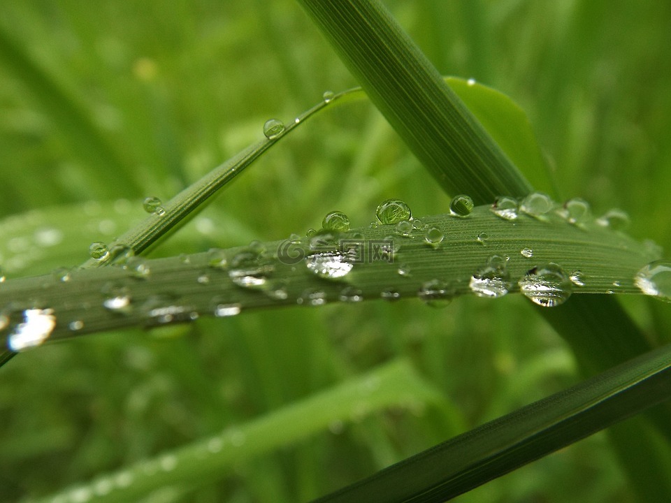 雨滴,草,滴