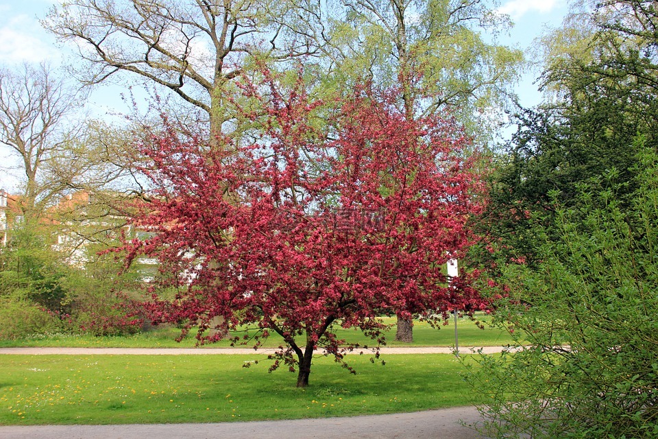 公園,樹,開花