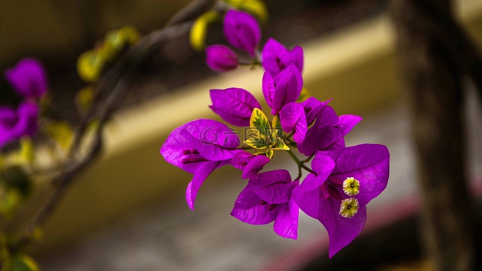 九重葛,紫罗兰色,鲜花