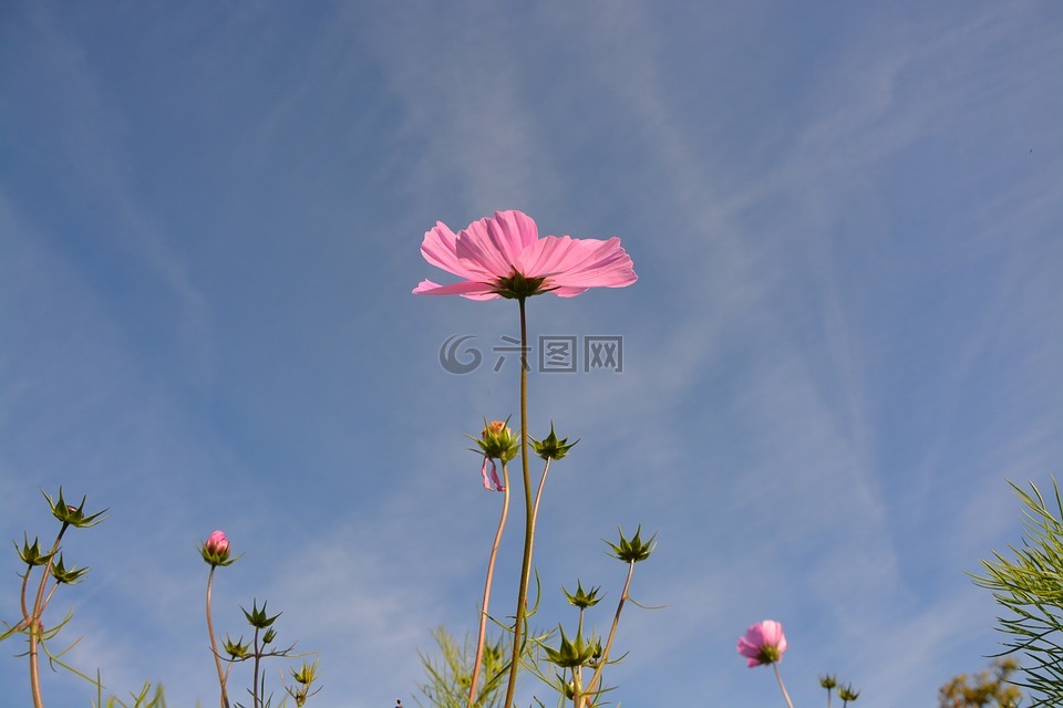粉红色的花朵,长期干,蓝蓝的天空
