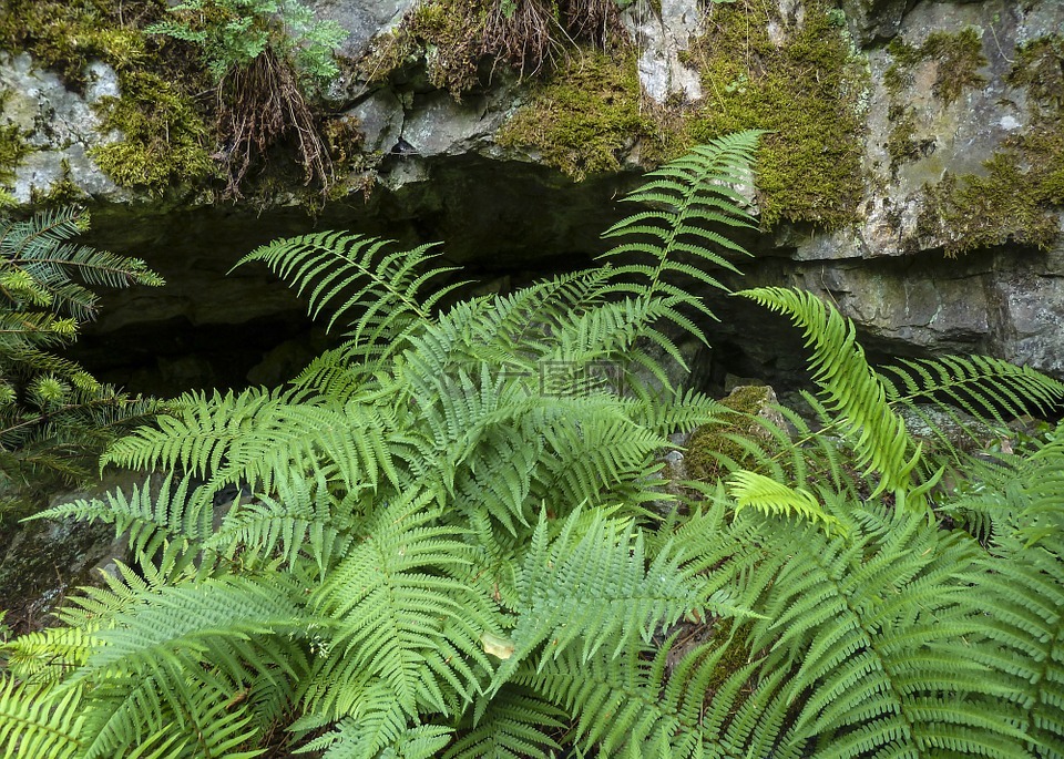 蕨类植物,绿色,植物