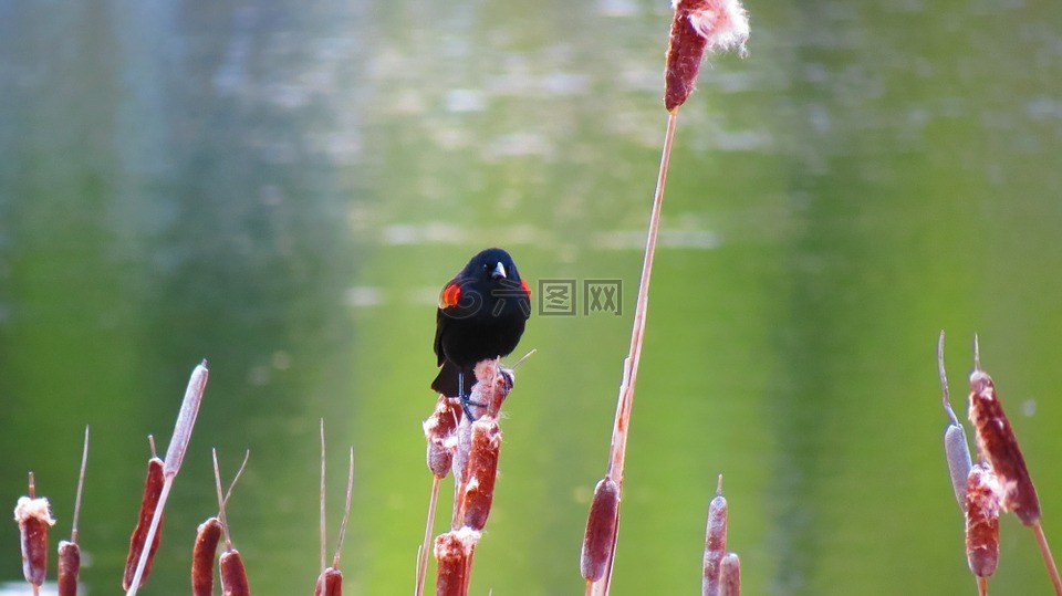 红翼黑鸟,自然,马什