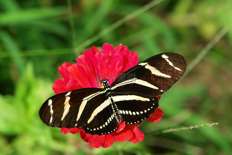 蝴蝶,百日草,自然