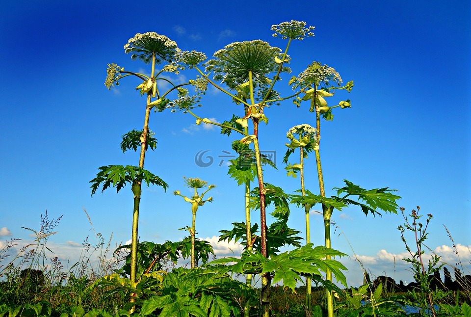 巨人hogweed,植物,独活属