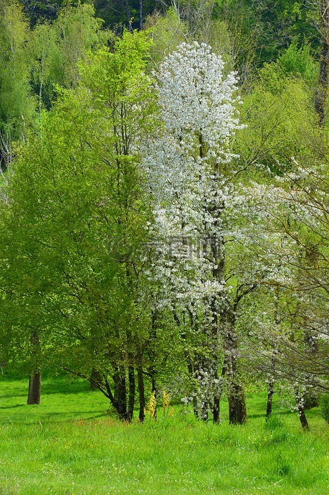 树,春天,雄伟壮观的树