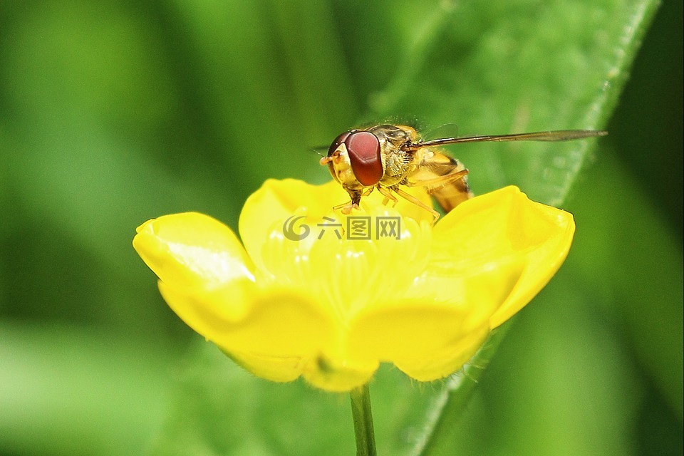 hoverfly,毛茛,宏