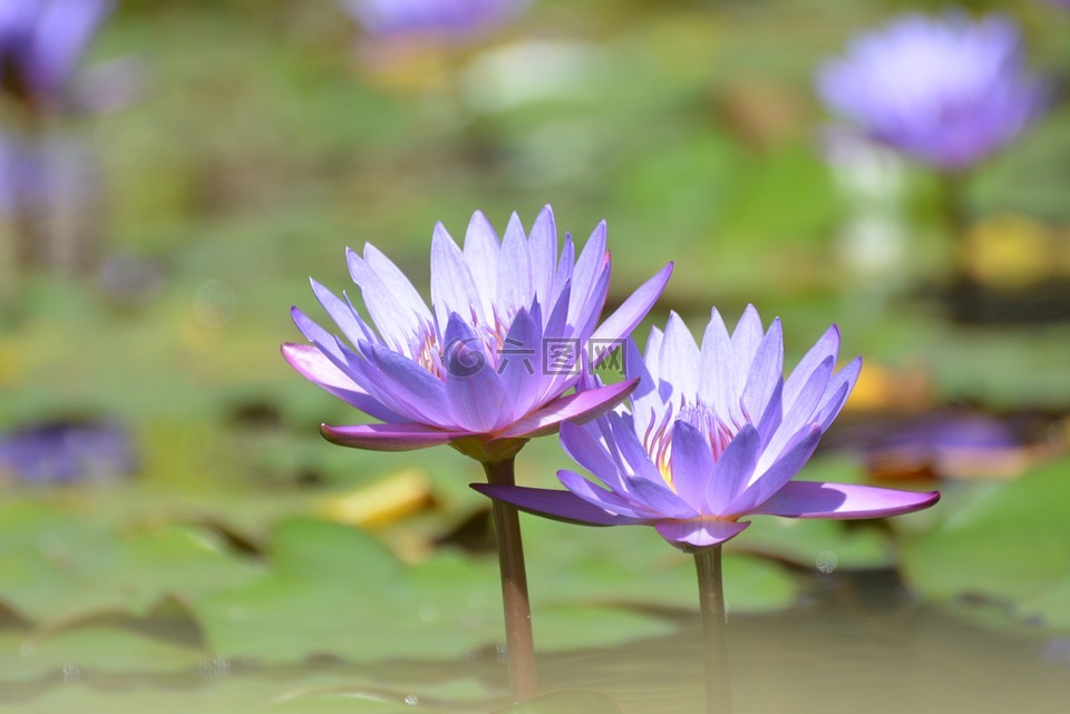 花卉,ninféia,水生植物