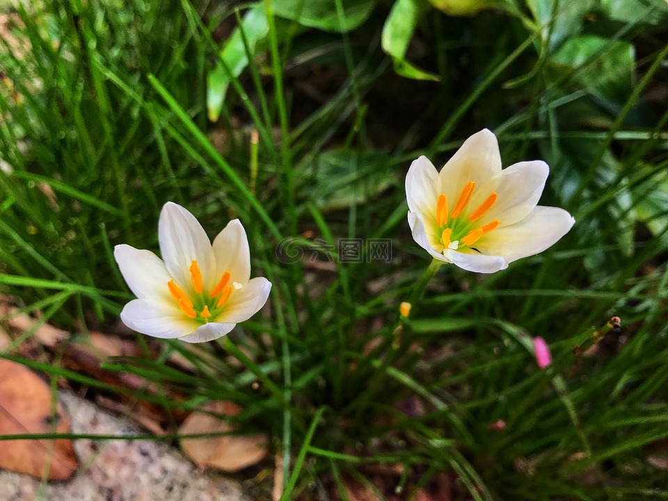 風雨蘭,花,自然