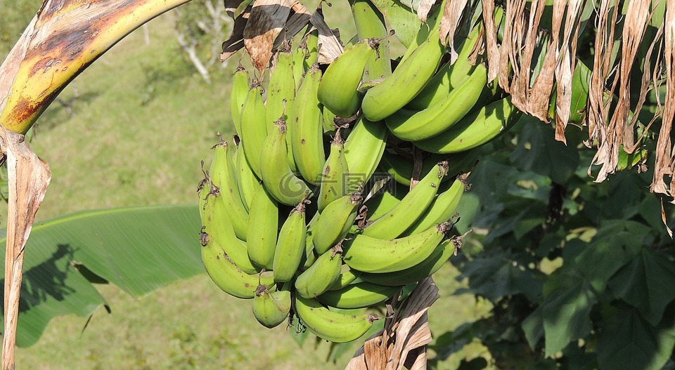 香蕉,香蕉树,水果