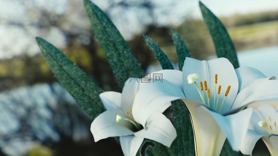 花,洁白的花朵,自然