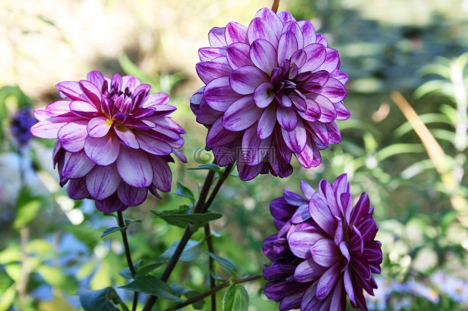 大丽花,紫色的大丽花,丁香花