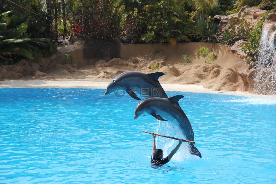 鹦鹉公园,特内里费岛,海豚